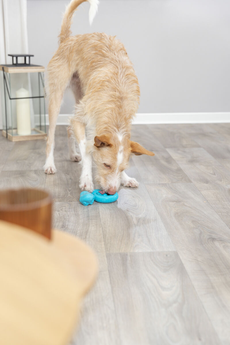 PHO_PRO_DOG_34950-2