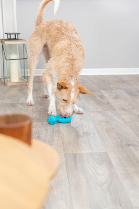 PHO_PRO_DOG_34950-2