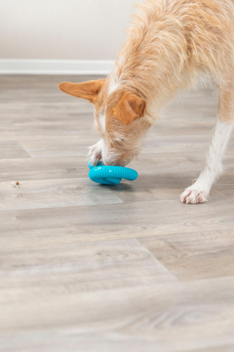 PHO_PRO_DOG_34950-3