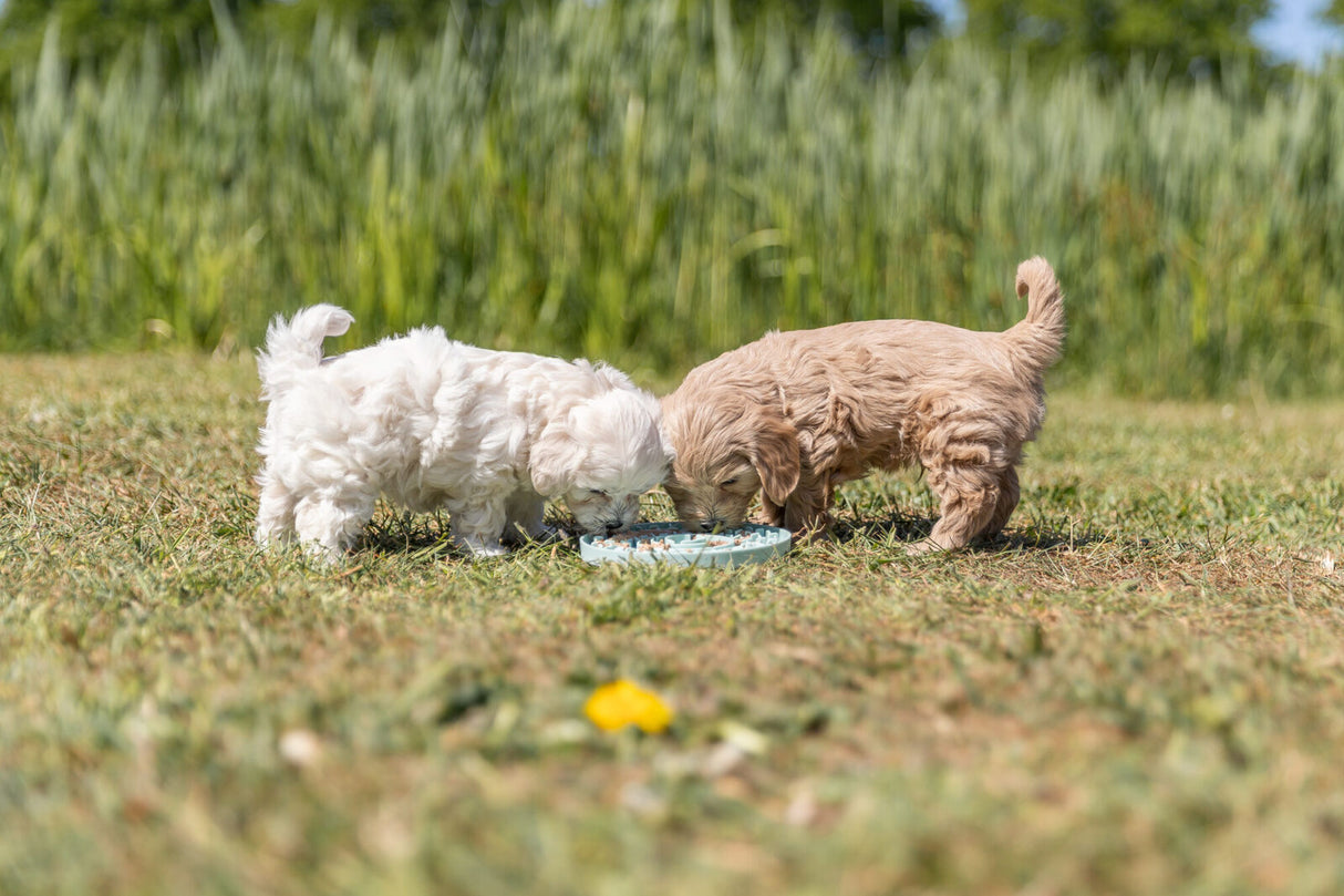 PHO_PRO_DOG_34954-34958-1