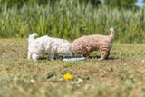 PHO_PRO_DOG_34954-34958-1