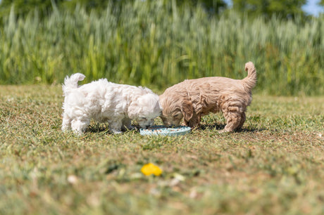 PHO_PRO_DOG_34954-34958-1