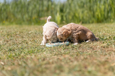 PHO_PRO_DOG_34954-34958-2