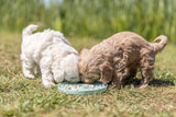 PHO_PRO_DOG_34954-34958-3