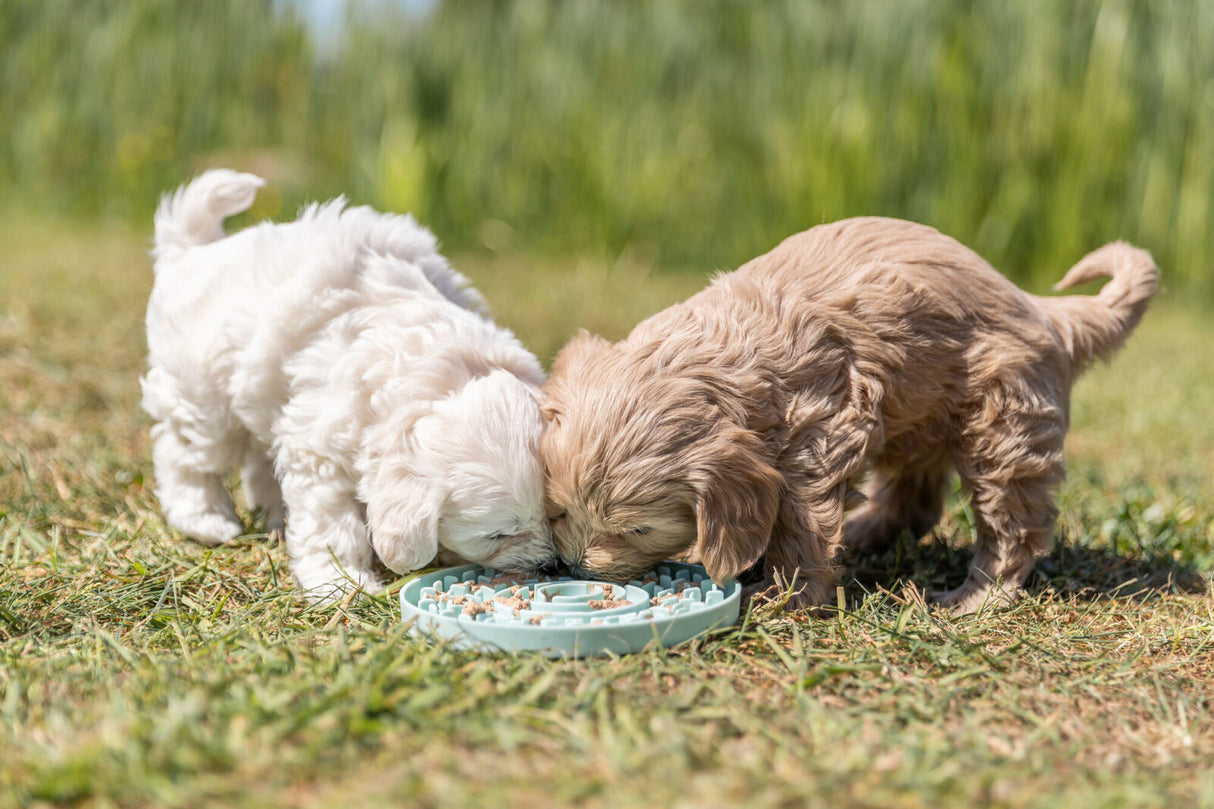 Zwei flauschige Welpen fressen gemeinsam aus einem blauen Napf auf einer grünen Wiese.