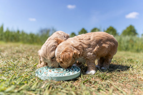 PHO_PRO_DOG_34954-34958-4