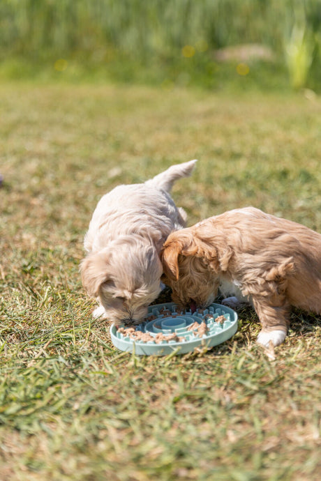 PHO_PRO_DOG_34954-34958-5