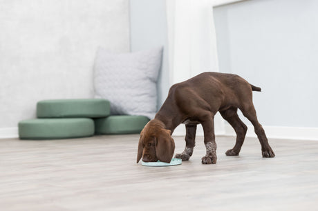 PHO_PRO_DOG_34954-3