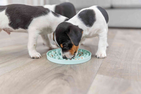PHO_PRO_DOG_34954-5