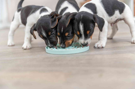 PHO_PRO_DOG_34954-6