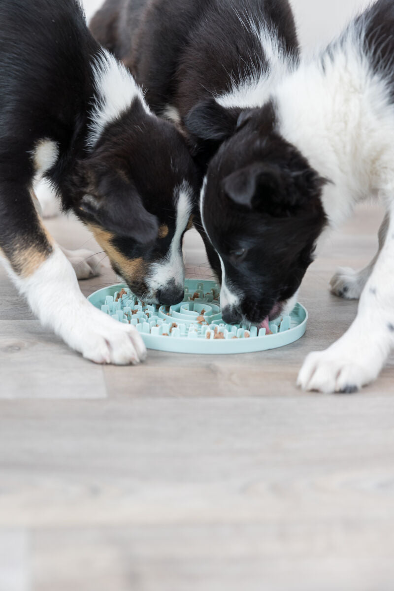 PHO_PRO_DOG_34958-2