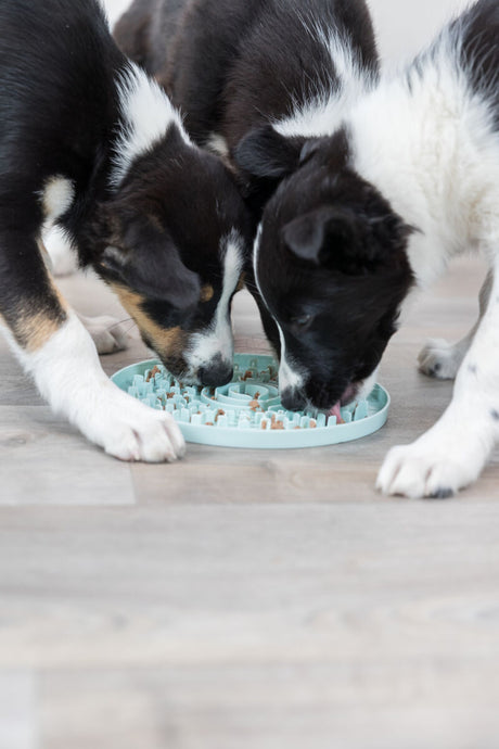 PHO_PRO_DOG_34958-2