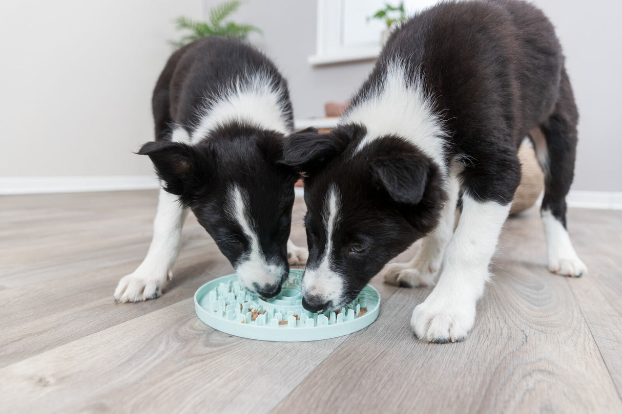 Zwei schwarz-weiße Welpen fressen gemeinsam aus einem blauen Futternapf auf einem Holzboden.