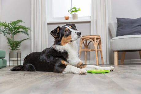 Ein Hund liegt auf einem Holzboden in einem Wohnzimmer neben einem grünen Napf, im Hintergrund Pflanzen und Möbel.