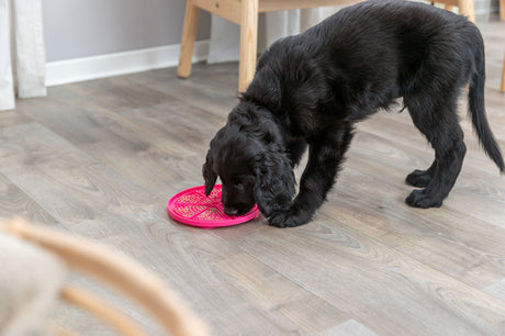 Schwarzer Hund leckt an rosa Silikonmatte auf hellem Holzboden vor Holztisch.
