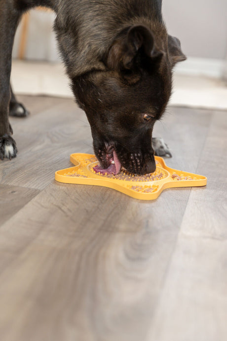 PHO_PRO_DOG_34982-5