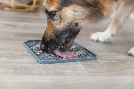 Hund leckt Futter von einer grauen Matte auf einem Holzboden.