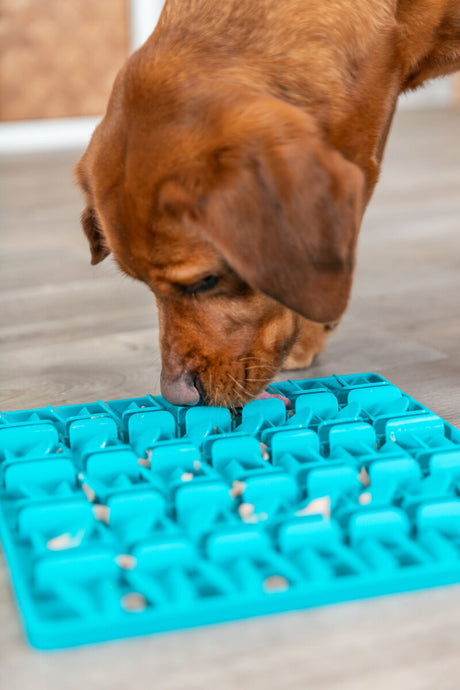 PHO_PRO_DOG_34985-10