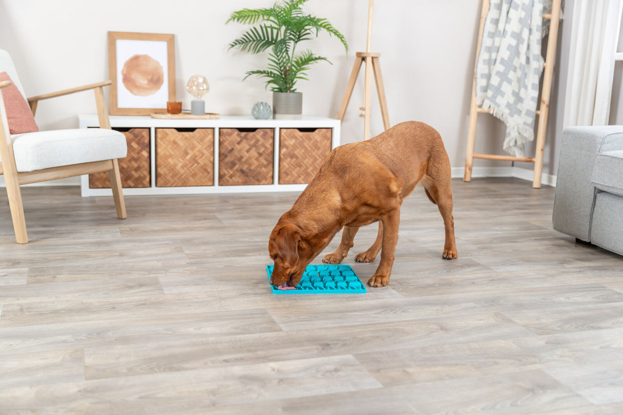 PHO_PRO_DOG_34985-11