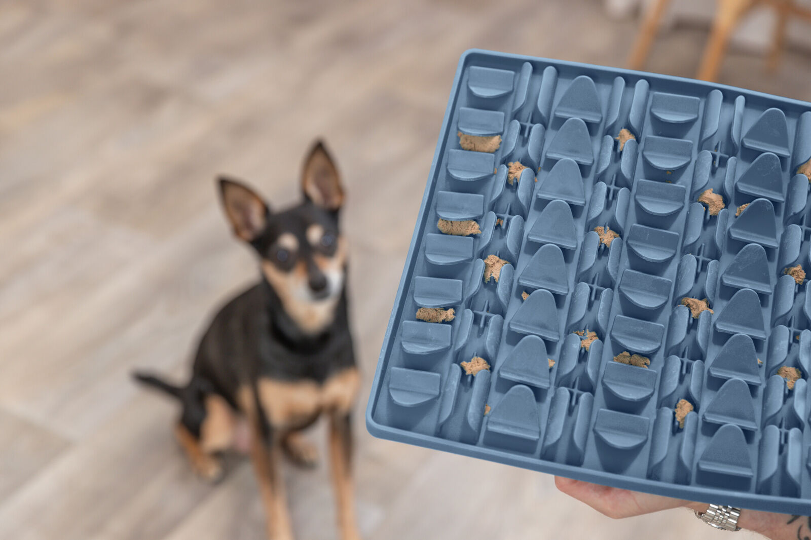 Ein kleiner Hund sitzt vor einem blauen Futterspielzeug mit Snacks auf einem Holzboden.