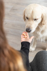 PHO_PRO_DOG_34989-2