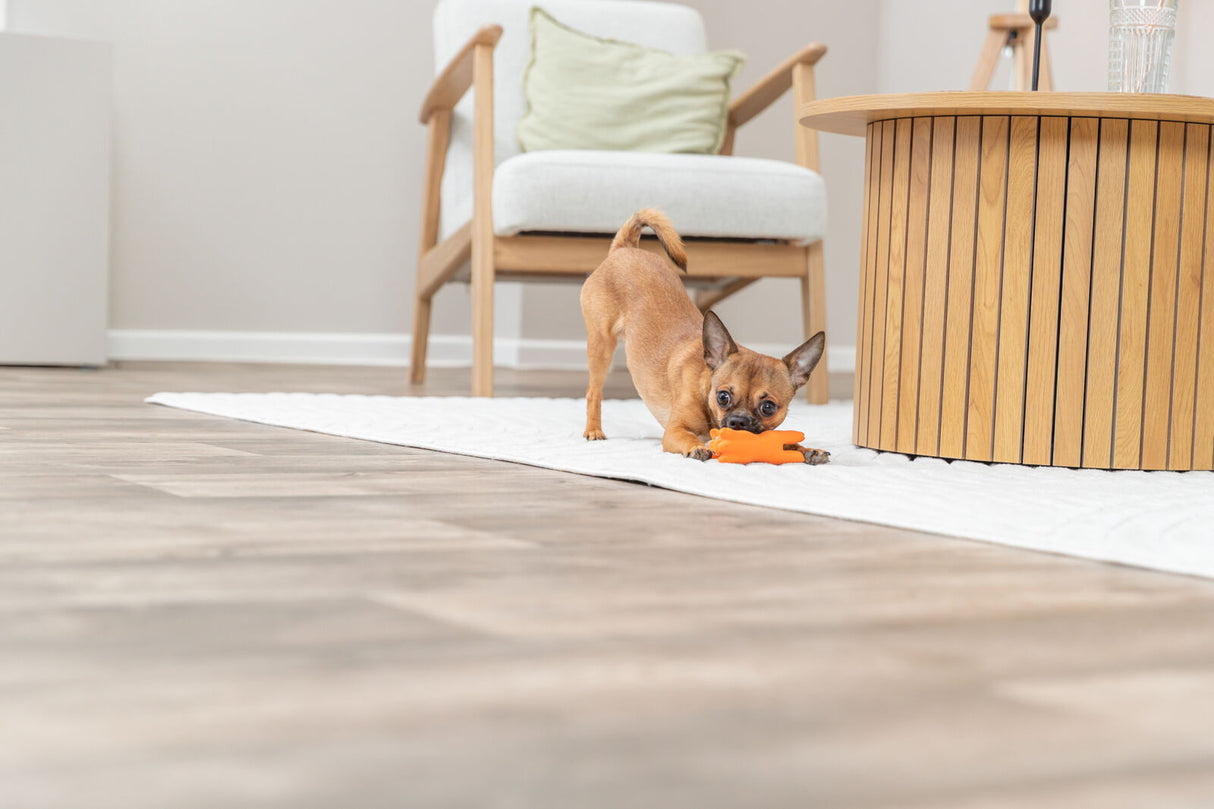 PHO_PRO_DOG_35092-1