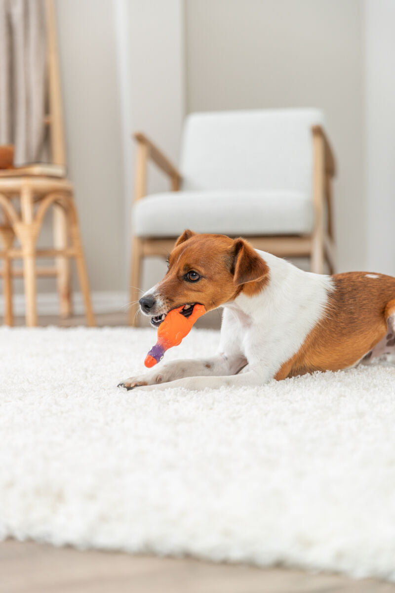 PHO_PRO_DOG_35093-2