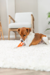 PHO_PRO_DOG_35093-4