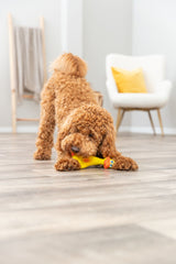 PHO_PRO_DOG_35474-1