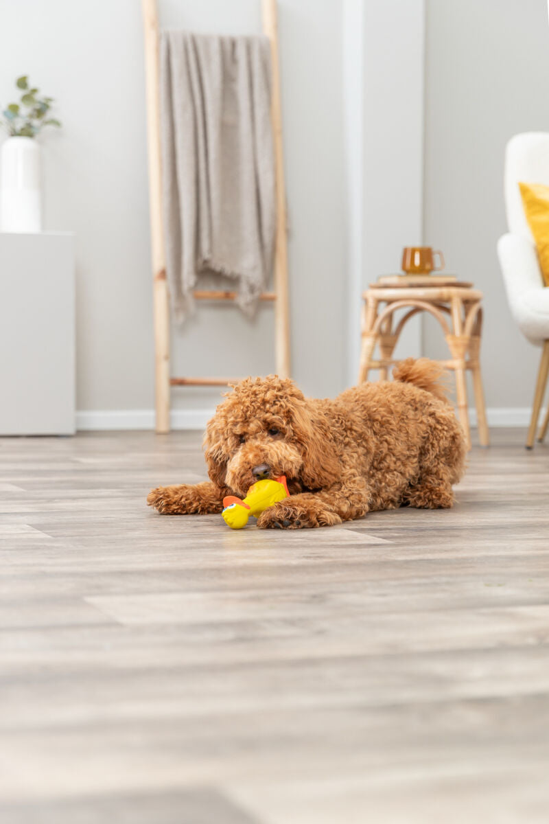 PHO_PRO_DOG_35474-2