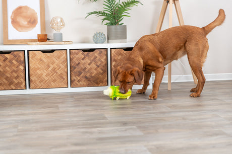 PHO_PRO_DOG_35522-1