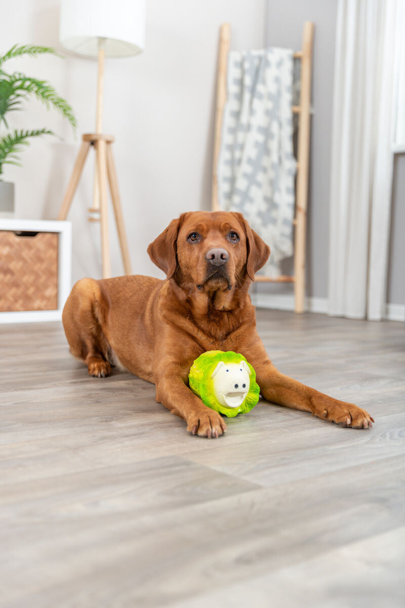 PHO_PRO_DOG_35522-2