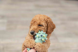 PHO_PRO_DOG_35611-1