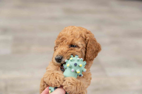PHO_PRO_DOG_35611-1
