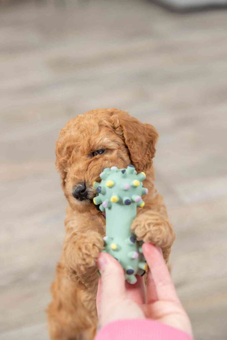 PHO_PRO_DOG_35611-2