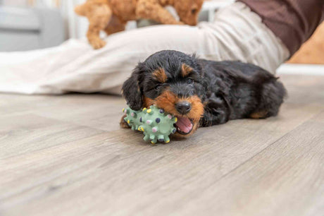 PHO_PRO_DOG_35611-3