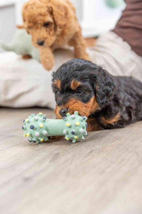 PHO_PRO_DOG_35611-4