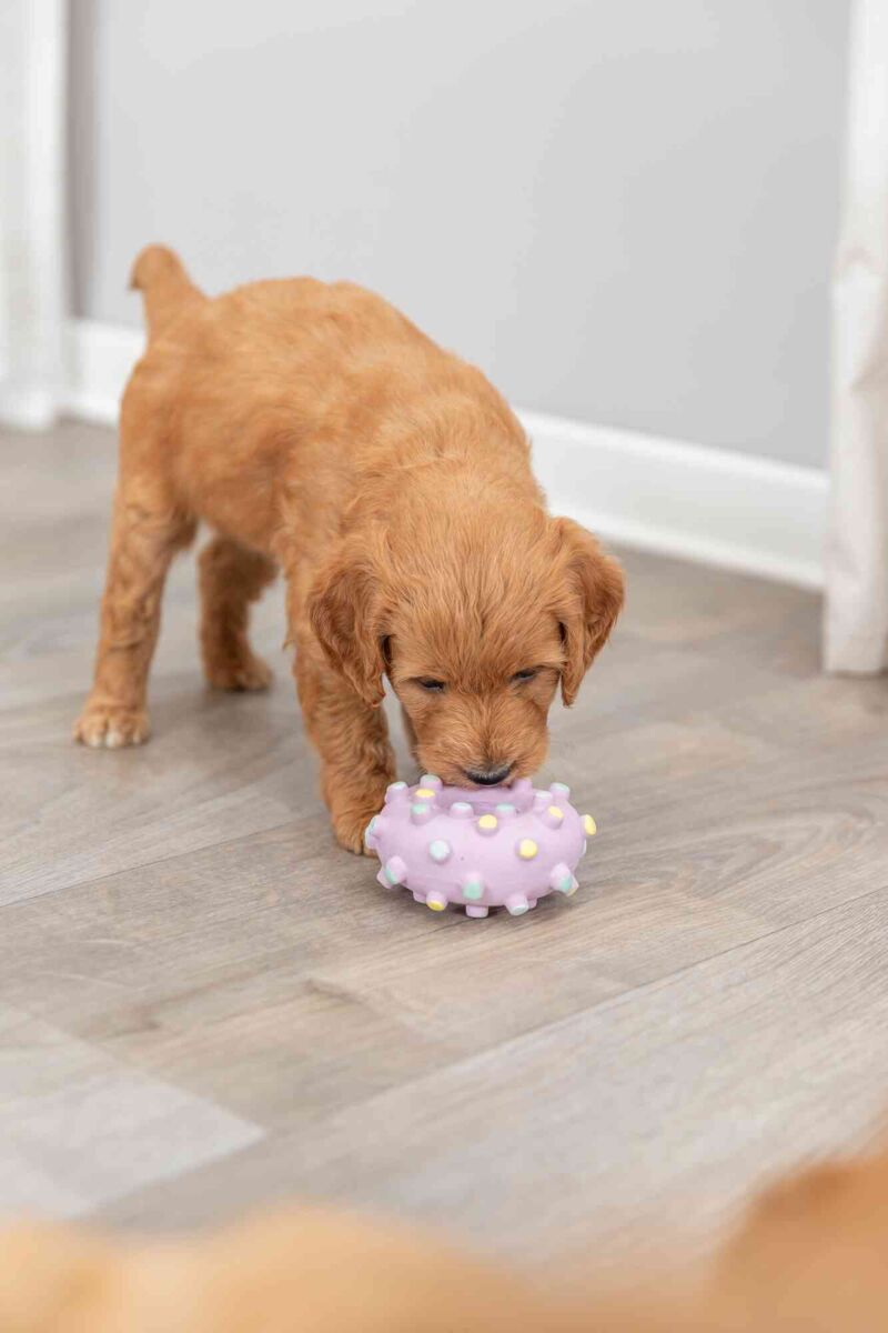 PHO_PRO_DOG_35612-1