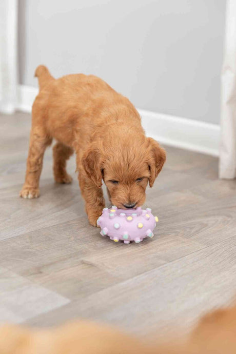 PHO_PRO_DOG_35612-1