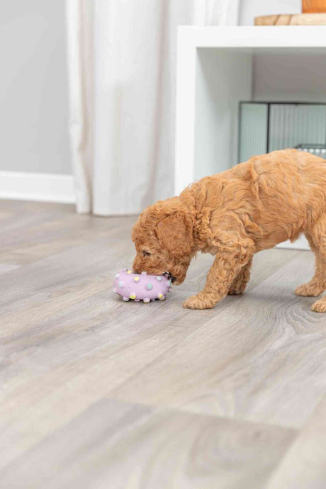 PHO_PRO_DOG_35612-2