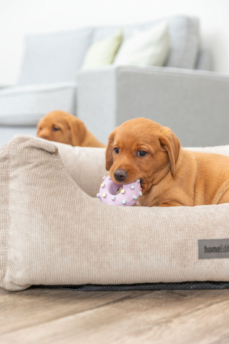 PHO_PRO_DOG_35612-3