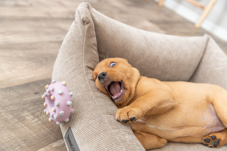 PHO_PRO_DOG_35612-4