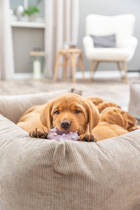 PHO_PRO_DOG_35612-5