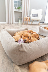 PHO_PRO_DOG_35612-6
