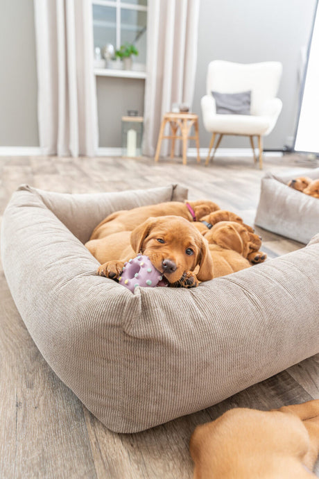 PHO_PRO_DOG_35612-6