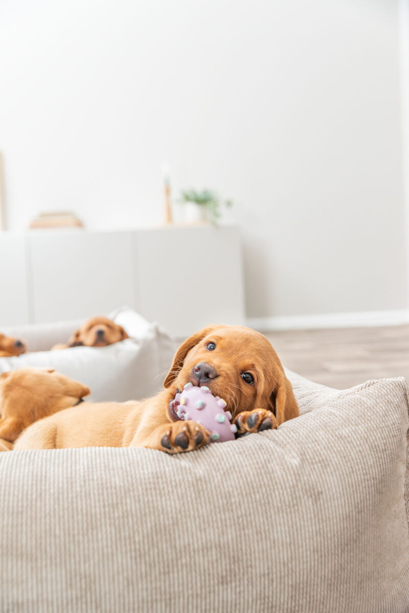 PHO_PRO_DOG_35612-7