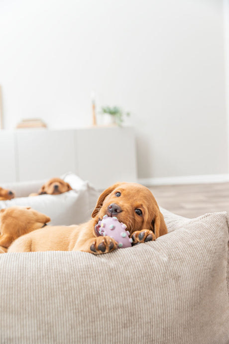 PHO_PRO_DOG_35612-7