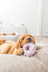 PHO_PRO_DOG_35612-8