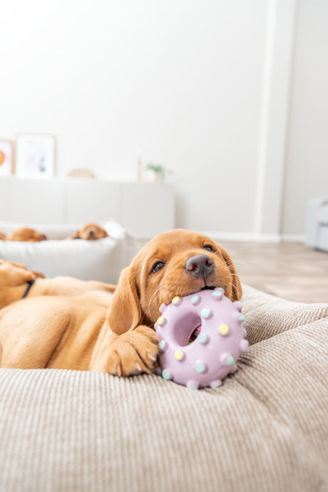 PHO_PRO_DOG_35612-8