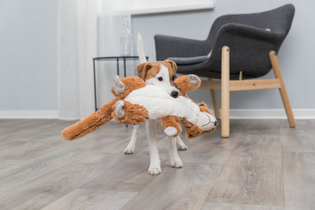 Ein kleiner Hund im Raum hält ein großes, braunes und weißes Plüschtier im Maul, im Hintergrund ein grauer Stuhl.
